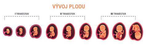 Prvý trimester tehotenstva: príznaky a vývoj plodu